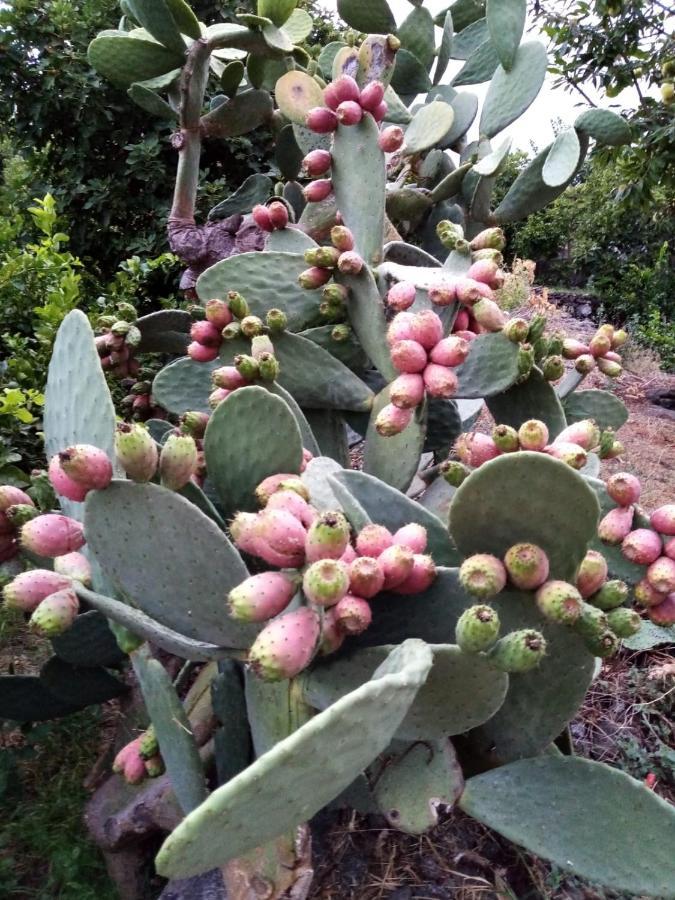 Il Limoneto Di Leo Villa Mascali Bagian luar foto