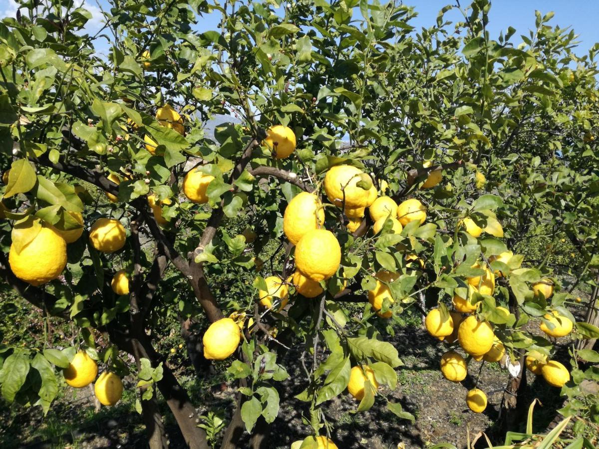 Il Limoneto Di Leo Villa Mascali Bagian luar foto