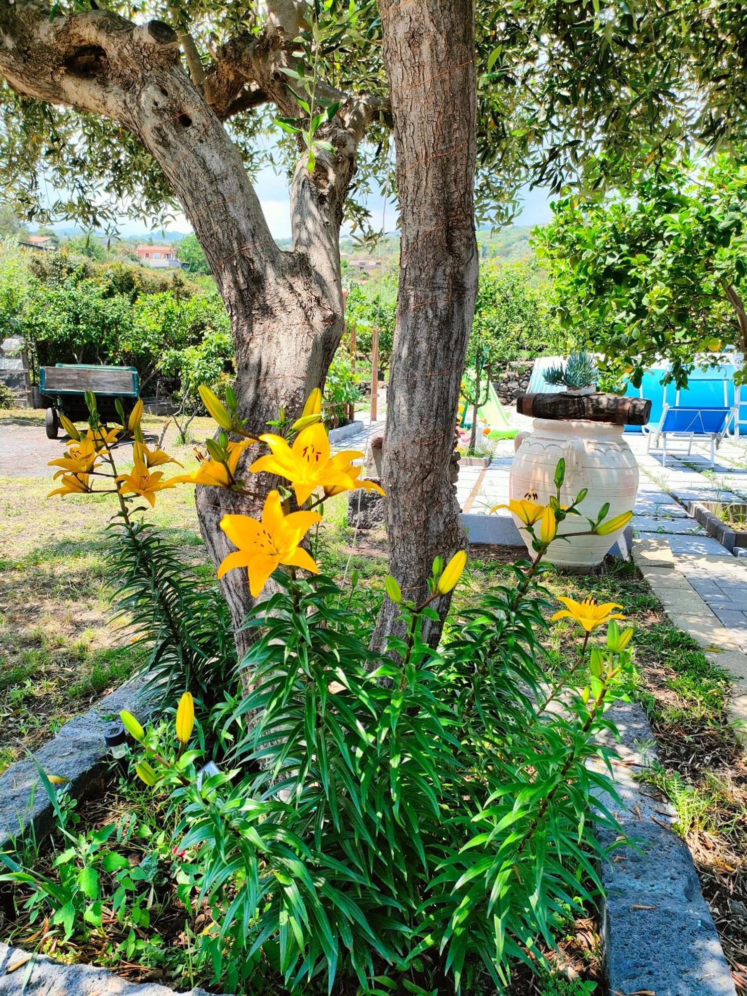 Il Limoneto Di Leo Villa Mascali Bagian luar foto